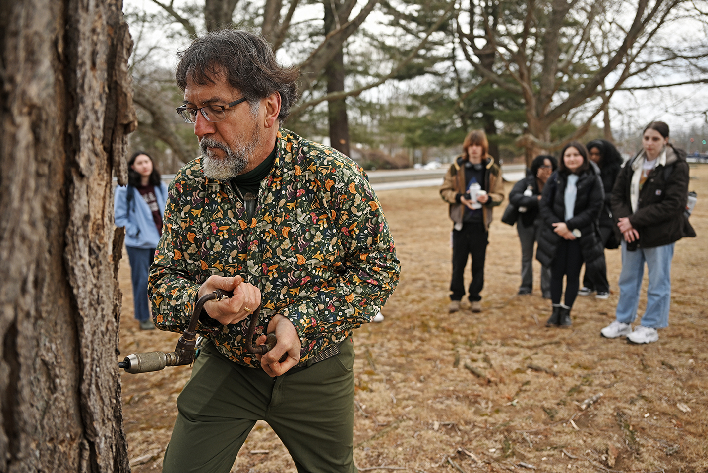 a bearded college professor uses a hand drill to tap a maple tree as students in a botany course watch.