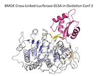 BMOE-Luciferase image